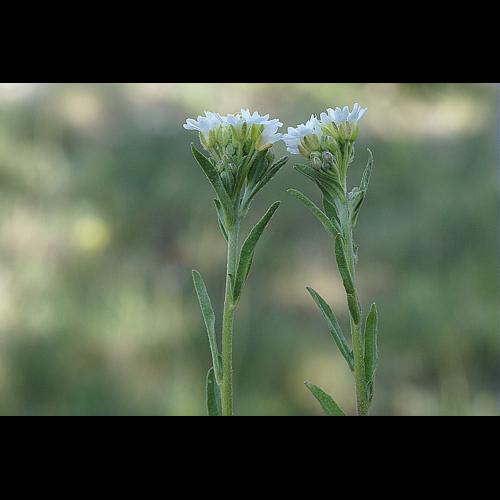 Berteroa incana (L.) DC. &copy; PACHES Gilles