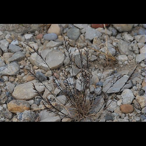 Catapodium rigidum (L.) C.E.Hubb., 1953 © DALMAS Jean-Pierre