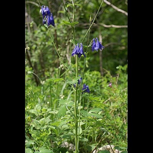 Aquilegia vulgaris L., 1753 &copy; PACHES Gilles