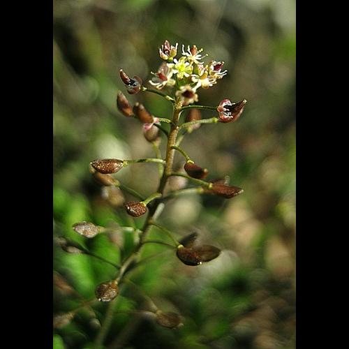 Hornungia petraea (L.) Rchb., 1838 © VILLARET Jean-Charles