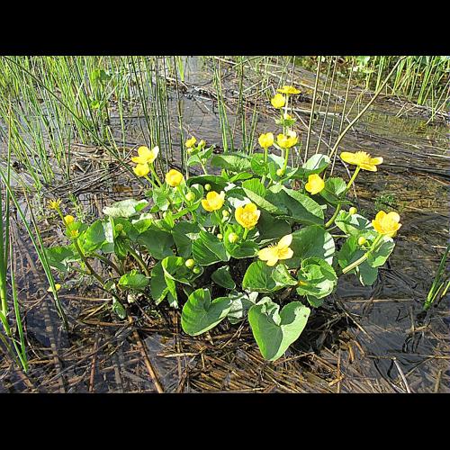 Caltha palustris L., 1753 &copy; BILLARD Gilbert