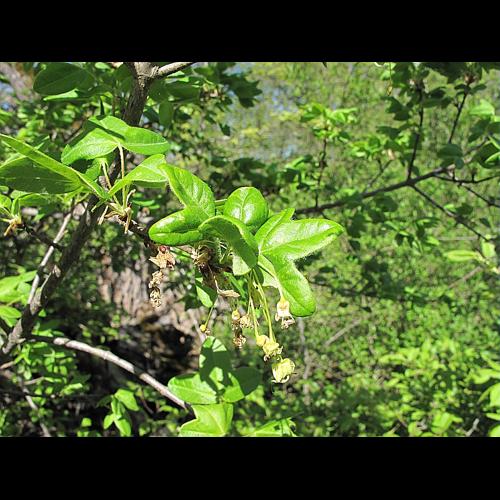 Acer monspessulanum L. &copy; BILLARD Gilbert