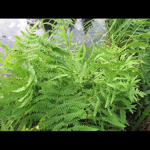 Thelypteris palustris Schott © BILLARD Gilbert