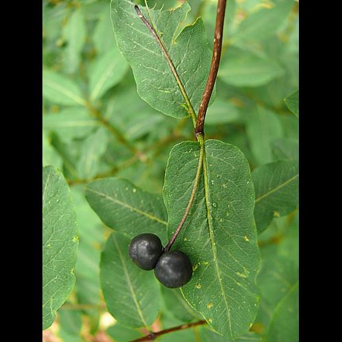 Lonicera nigra L. © VILLARET Jean-Charles