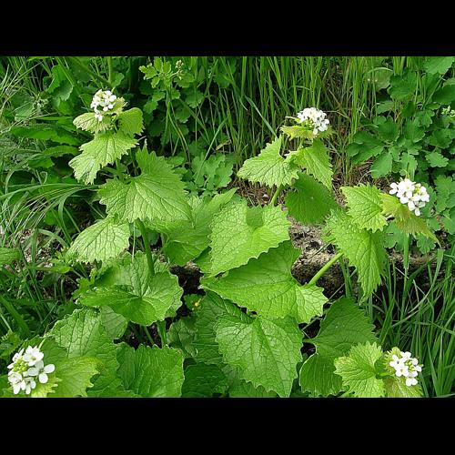Alliaria petiolata (M.Bieb.) Cavara & Grande, 1913 &copy; VILLARET Jean-Charles