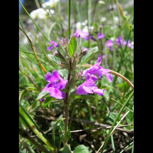 Clinopodium alpinum subsp. alpinum © VILLARET Jean-Charles