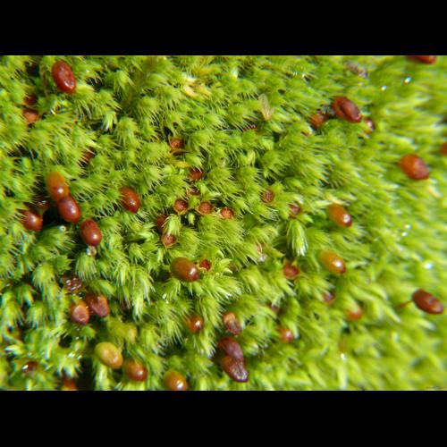 Philonotis calcarea (Bruch & Schimp.) Schimp. &copy; LEGLAND Thomas