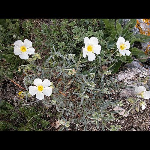 Helianthemum apenninum (L.) Miller &copy; VILLARET Jean-Charles