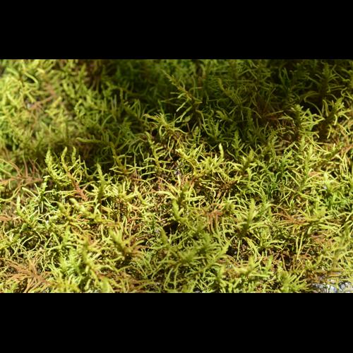 Abietinella abietina (Hedw.) M.Fleisch. © LEGLAND Thomas