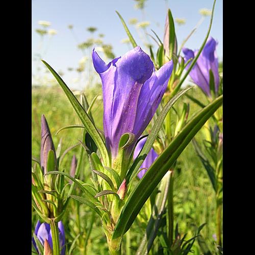 Gentiana pneumonanthe L. © VILLARET Jean-Charles