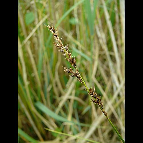 Carex appropinquata Schumacher &copy; BONNET Véronique
