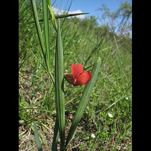 Lathyrus sphaericus Retz., 1783 © BILLARD Gilbert