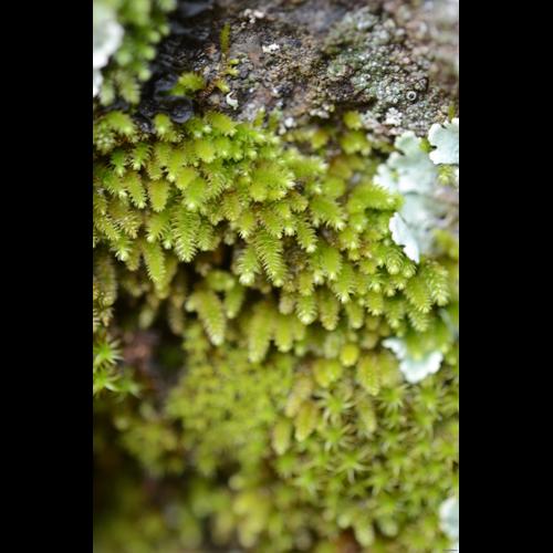 Pterogonium gracile (Hedw.) Sm. &copy; GARRAUD Luc