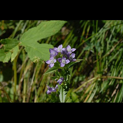 Gentianella campestris (L.) Borner © DALMAS Jean-Pierre