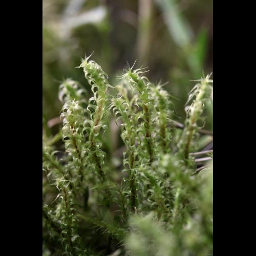 Rhytidiadelphus squarrosus (Hedw.) Warnst. © LEGLAND Thomas