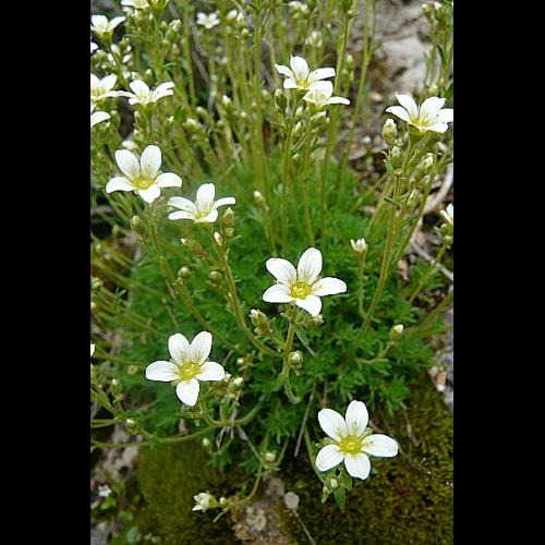 Saxifraga tridactylites L. © GARRAUD Luc