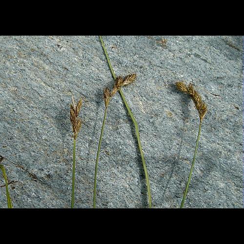 Carex ovalis Good. © GUITTET Jean