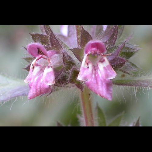 Stachys alpina L. © VILLARET Jean-Charles