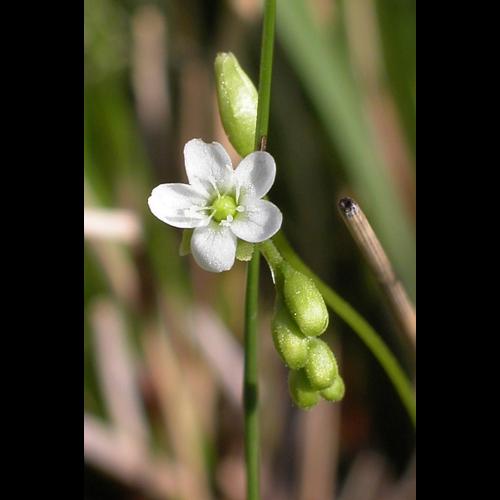 Drosera rotundifolia L. © VILLARET Jean-Charles