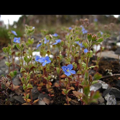 Veronica praecox All., 1789 &copy; BILLARD Gilbert