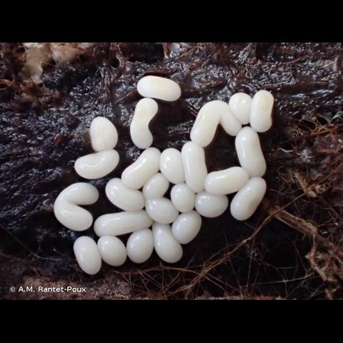 <i>Trichia varia</i> (Pers. ex J.F.Gmel.) Pers., 1794 © A.M. Rantet-Poux