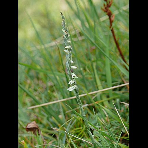 Spiranthes spiralis (L.) Chevall. © MIKOLAJCZAK Alexis