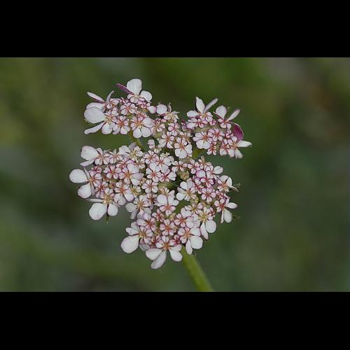 Tordylium maximum L. &copy; DALMAS Jean-Pierre