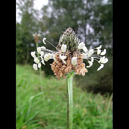 Plantago lanceolata L. © VILLARET Jean-Charles