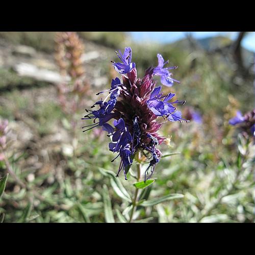 Hyssopus officinalis L., 1753 &copy; BILLARD Gilbert
