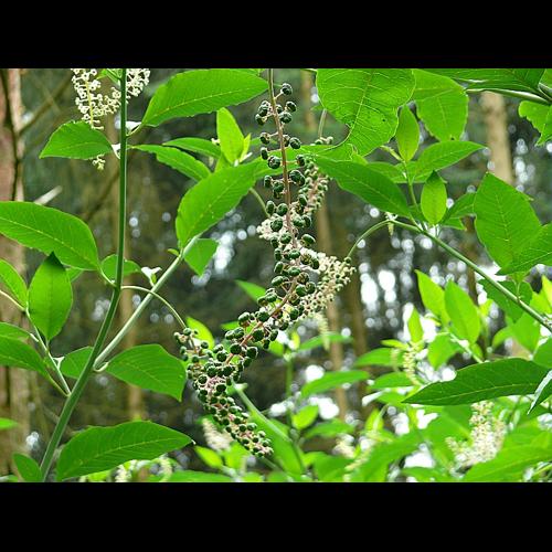 Phytolacca americana L. © BONNET Véronique