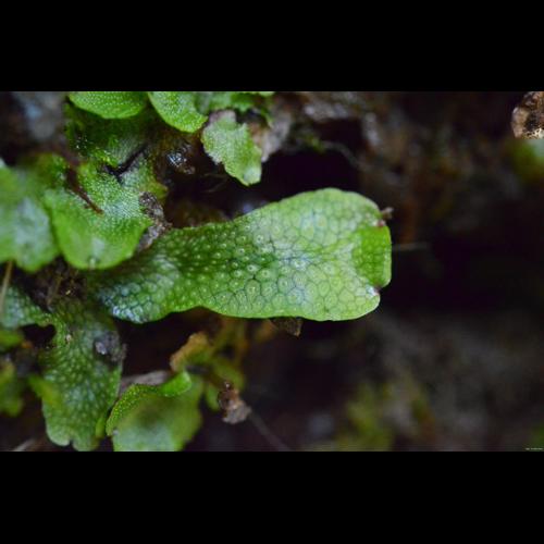 Conocephalum salebrosum Szweyk., Buczkowska & Odrzykoski &copy; LEGLAND Thomas