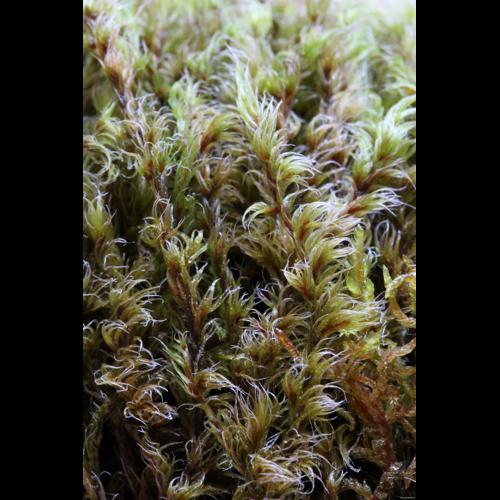 Racomitrium lanuginosum (Hedw.) Brid. © LEGLAND Thomas