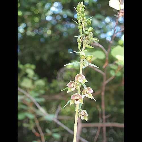 Epipactis muelleri Godfery © BILLARD Gilbert