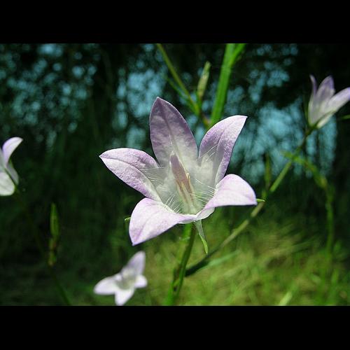 Campanula rapunculus L. © VILLARET Jean-Charles