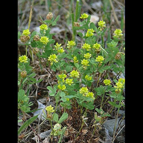 Trifolium dubium Sm. © MIKOLAJCZAK Alexis