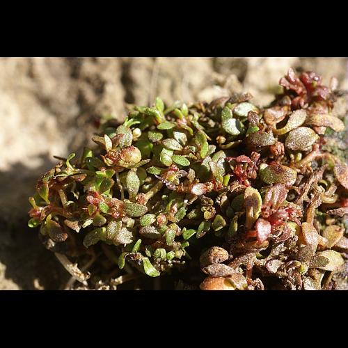 Elatine hydropiper L. © PACHES Gilles