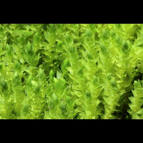 Pohlia wahlenbergii (F.Weber & D.Mohr) A.L.Andrews © LEGLAND Thomas