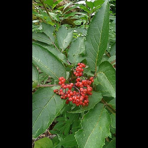 Sambucus racemosa L. © GARRAUD Luc