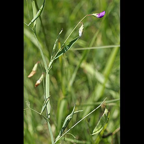 Lathyrus hirsutus L., 1753 &copy; PACHES Gilles