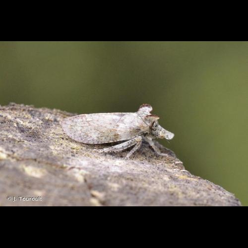 <i>Ledra aurita</i> (Linnaeus, 1758) © J. Touroult