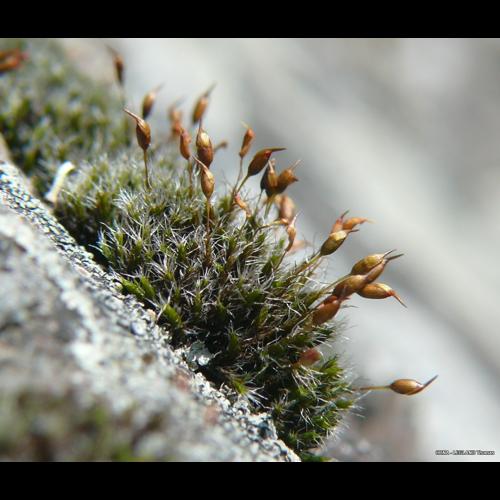 Grimmia ovalis (Hedw.) Lindb. &copy; LEGLAND Thomas