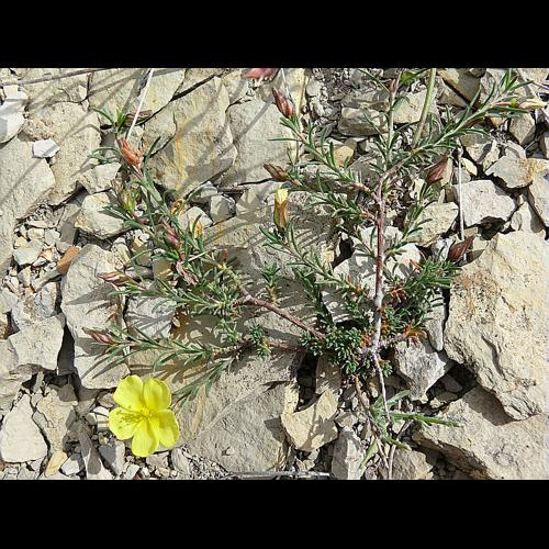 Fumana procumbens (Dunal) Gren  Godron &copy; VILLARET Jean-Charles