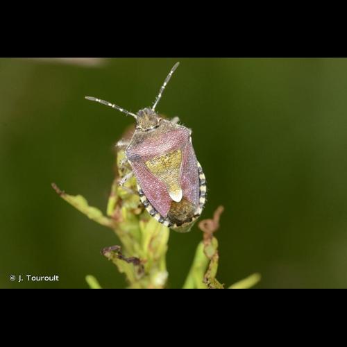 <i>Dolycoris baccarum</i> (Linnaeus, 1758) © J. Touroult