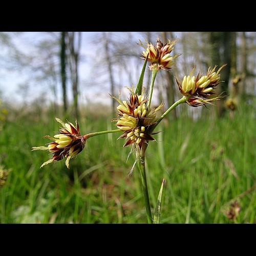 Luzula campestris (Ehrh.) Lej. © VILLARET Jean-Charles
