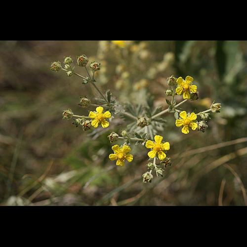Potentilla argentea L., 1753 © BONNET Véronique