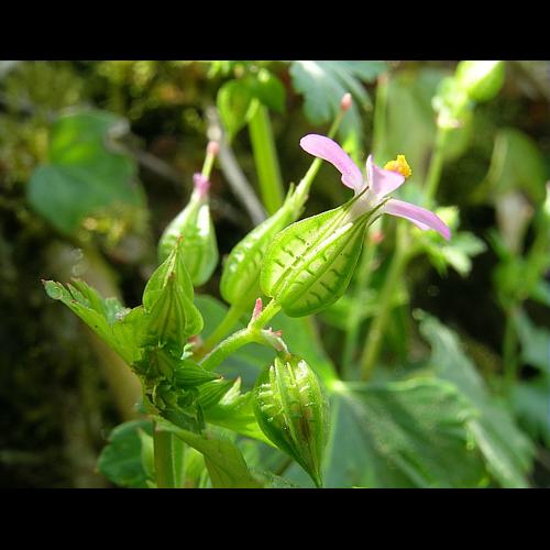 Geranium lucidum L. © VILLARET Jean-Charles