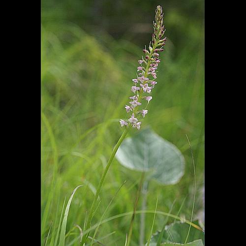 Gymnadenia odoratissima (L.) L.C.M. Richard &copy; PACHES Gilles