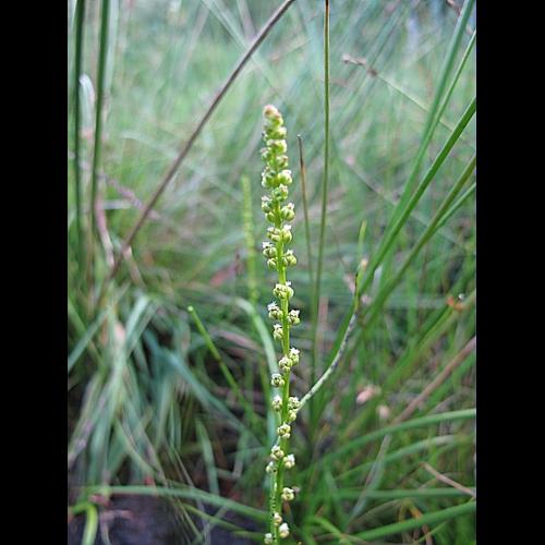 Triglochin palustre L., 1753 © BILLARD Gilbert