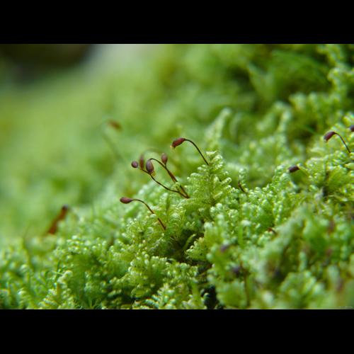 Ctenidium molluscum (Hedw.) Mitt. © LEGLAND Thomas