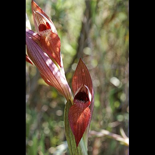 Serapias vomeracea (Burm.f.) Briq., 1910 © PACHES Gilles